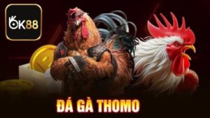 Đá Gà Thomo - Sân Chơi Kiếm Thưởng Tiềm Năng Cho Ai Đam Mê